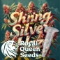 Preview: Shining Silver Haze Photo Seeds (Photoperiodic Sativa)